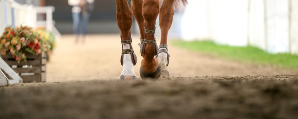 Hästar kan behöva vänjas att gå på hårdare underlag. Foto: Fredrik Jonsving