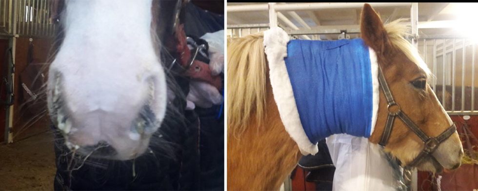 15 hästar på ridklubben har insjuknat av kvarka med bölder och snor. Foto: Privat 