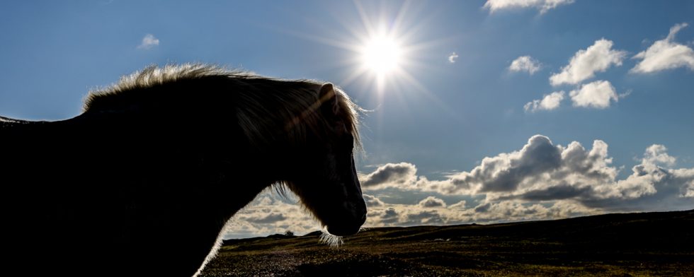 Hästar är mycket känsliga för stelkramp. Foto: Fredrik Jonsving