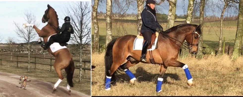 Den nya hästen visade sig inte vara så lätthanterad. Under tiden Camilla Ivarsson låg på sjukhus han hon tänka mycket på hur det skulle gå med de andra hästarna på gården om hon fått en fraktur. Foto: Privat 