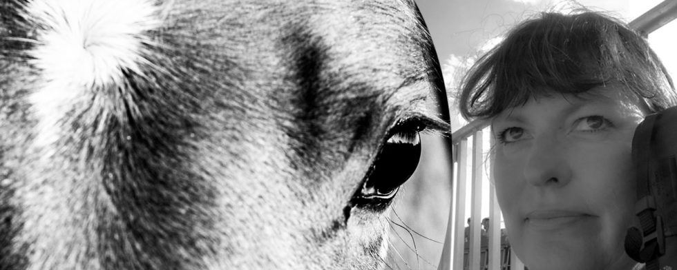 Kan du se din häst i ögonen om du tävlar  kort efter en feberknäpp? Foto: Fredrik Jonsving / Kim C Lundin