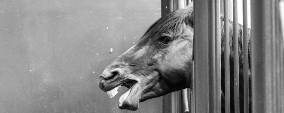 Att smittsäkra stallet kan vara det bästa du gjort för din häst. Foto: Kim C Lundin