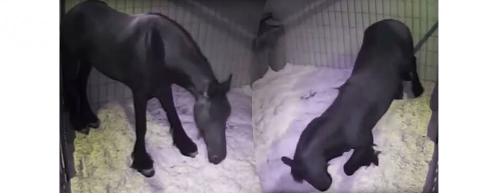 Foton från ISES videomaterial om hästar som faller när de kommer in i REM-sömn stående. Foto: ISES/Youtube