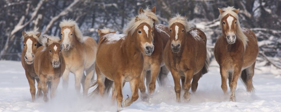 Isen är förrädisk för hästar. Under lördagen gick ytterligare hästar genom isen och dog. 