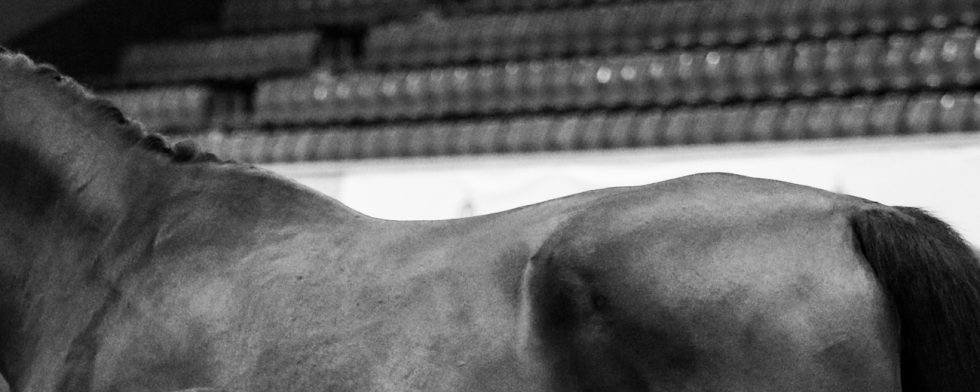 Det fanns röntgenförändringar i både hals och rygg på hästen [Bild för illustration, ej aktuell häst] Foto: Kim C Lundin