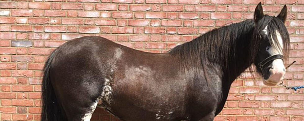 Foto Redwings Horse Sanctuary