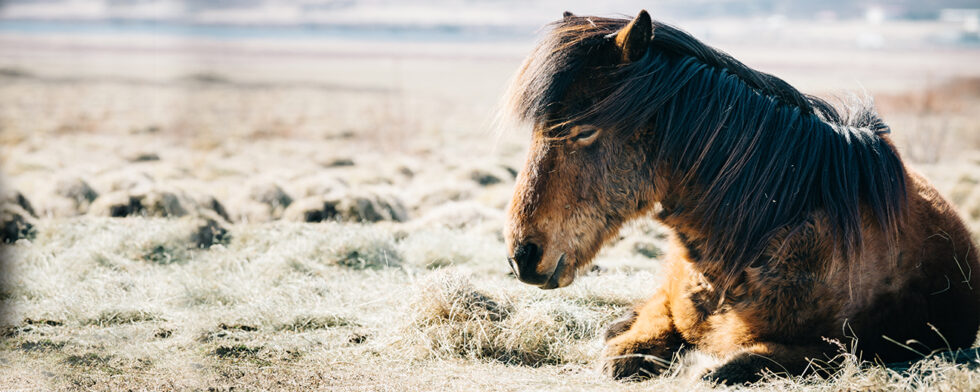ponny ligger bete hage frihet