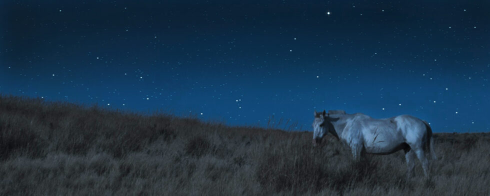 natt himmel stjärnor häst nonsens