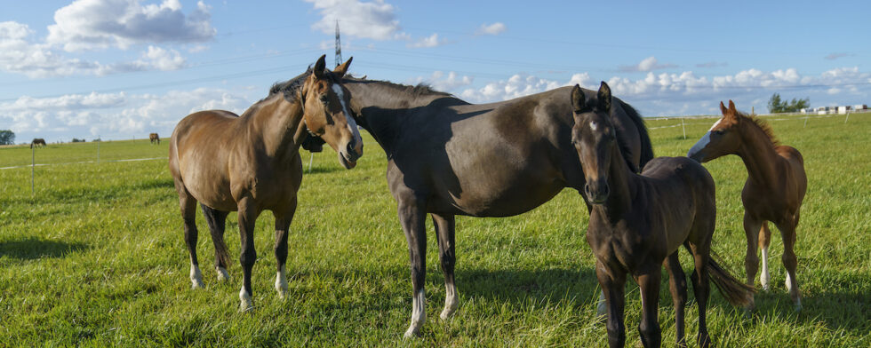 Ston och föl, utan problem att registrera i det centrala hästregistret. Foto: KimC.nu by Ateni AB